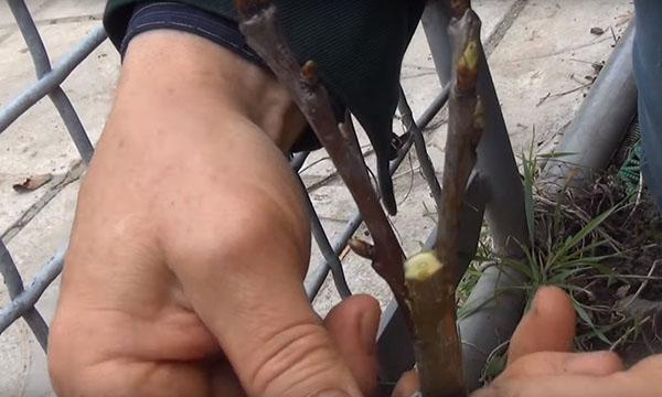 greffer des cerises sur des cerises