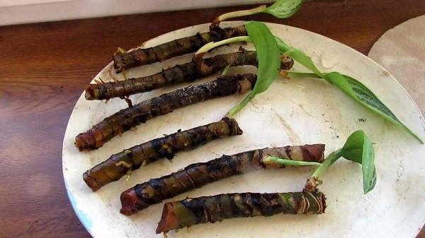 propagation de l'aglaonema par bouturage