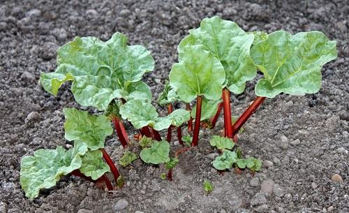 rhubarbe dans le jardin