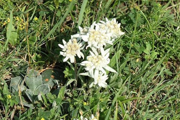 Edelweiss siberiano