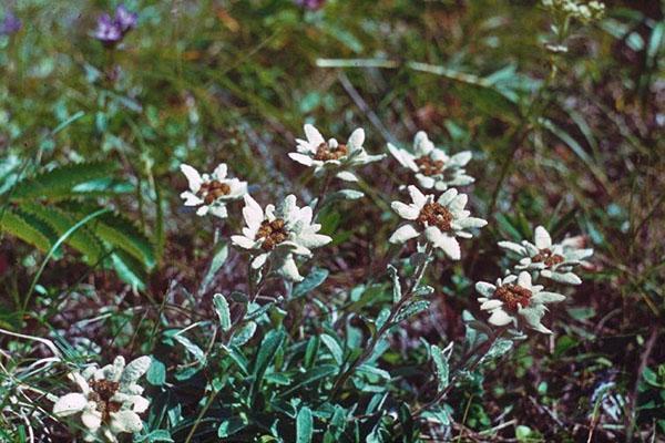 kurilian edelweiss