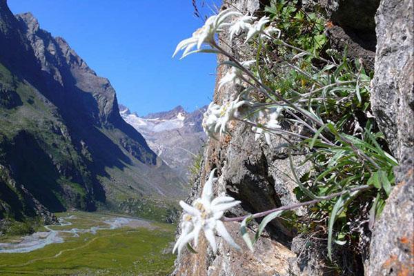 Alpes de plantas