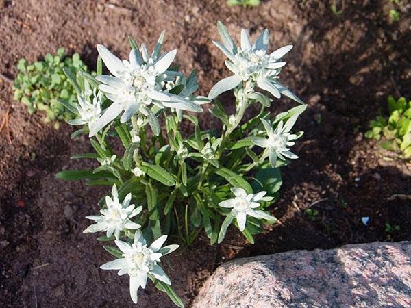 edelweiss en el macizo de flores