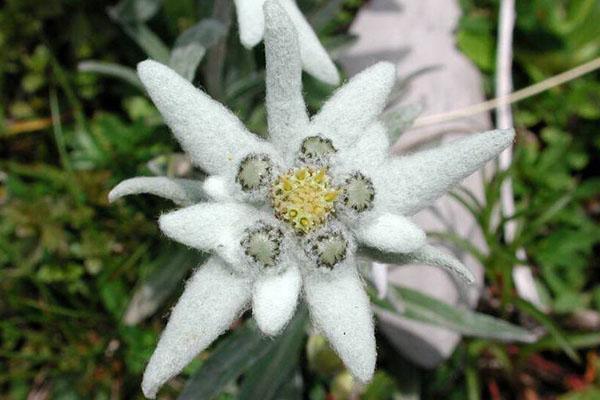 flor de terciopelo