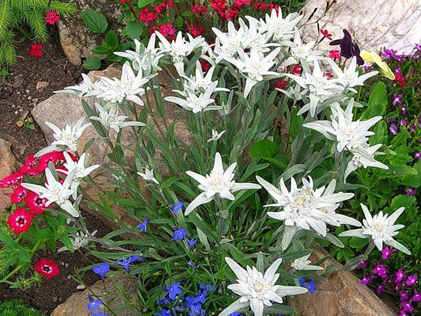 creciendo edelweiss en el jardín