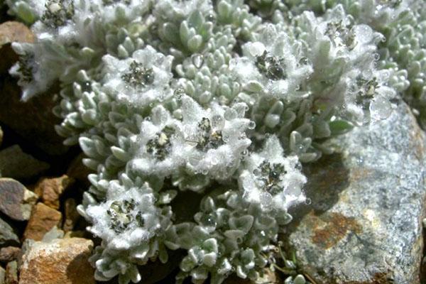 edelweiss nain
