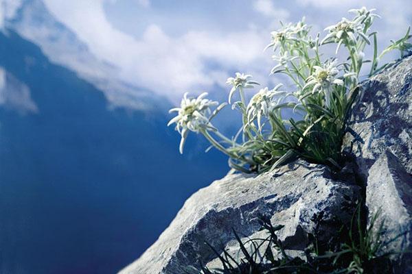 flor de montaña edelweiss