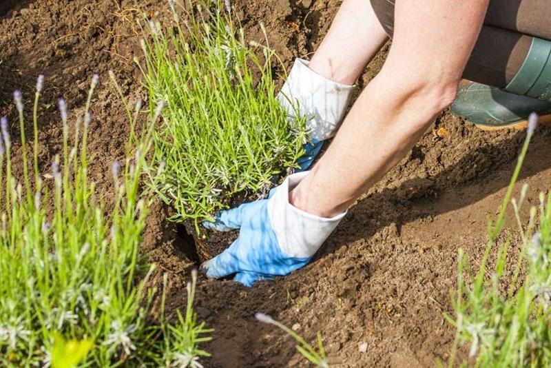 plantation et entretien de lavande de jardin