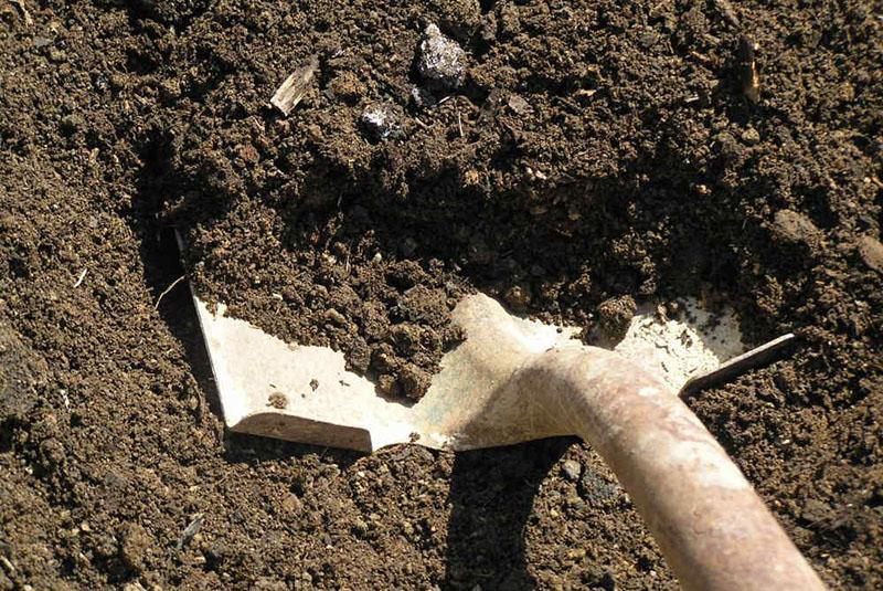 preparación de un sitio para plantar lavanda