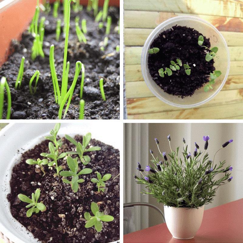 propagation des graines de lavande