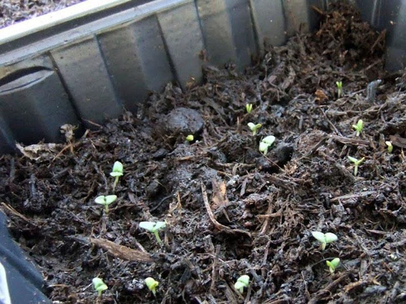 brotes de semillas de lavanda