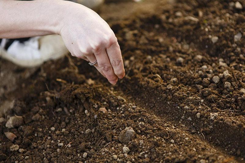 semer la lavande à l'extérieur en automne