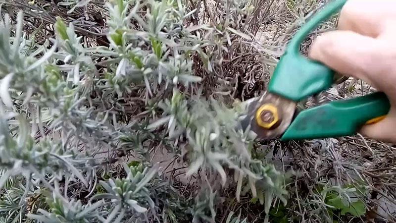 preparación de esquejes de lavanda