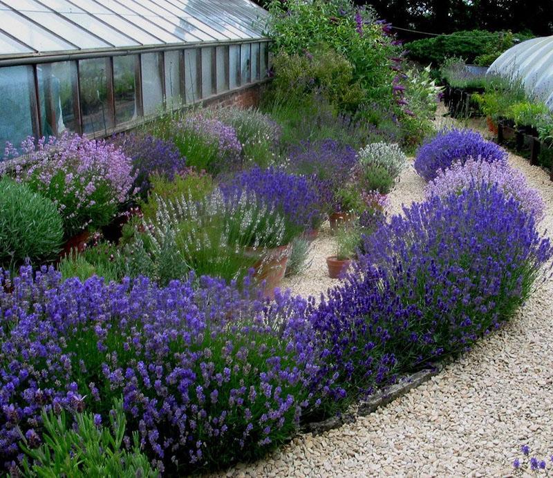 lavanda en su cabaña de verano