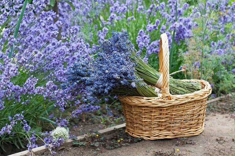 cortando flores de lavanda