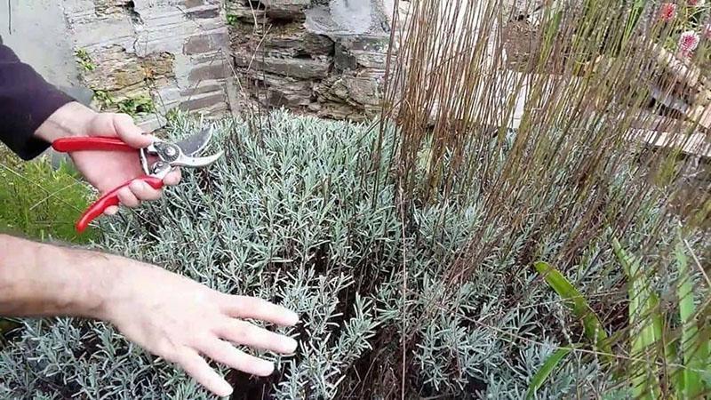 poda de lavanda de primavera