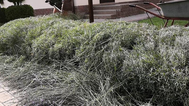 poda de lavanda después de la floración