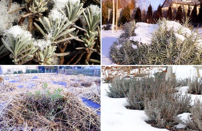 lavanda en invierno