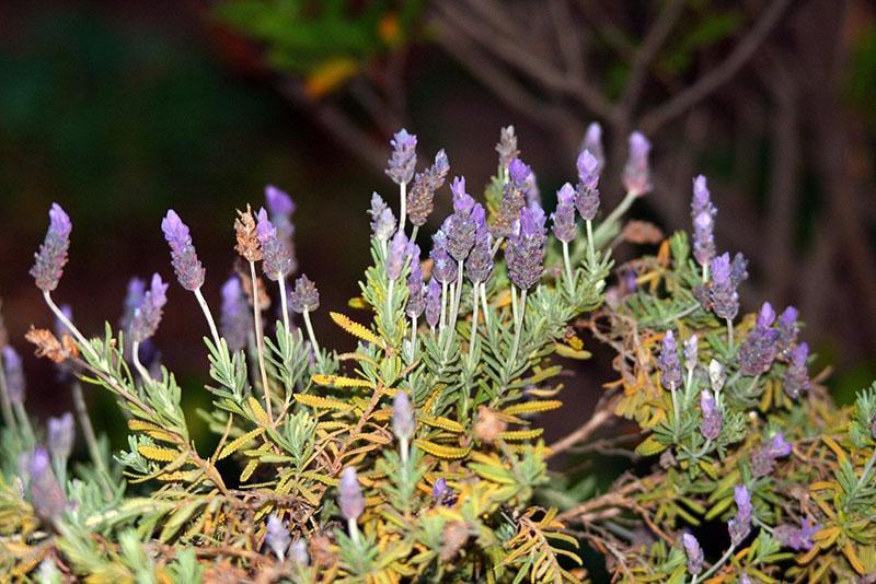 problemas en el cultivo de lavanda