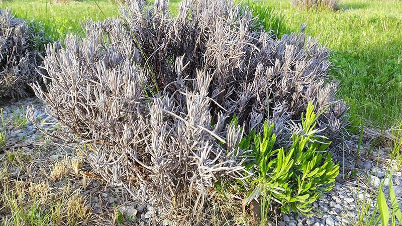 arbusto de lavanda dañado