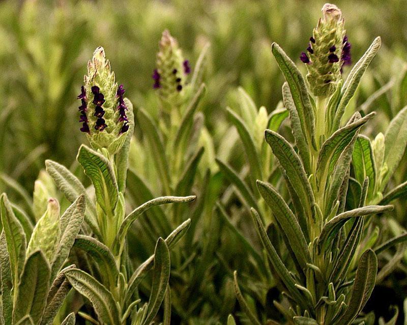 la plante a besoin d'aide
