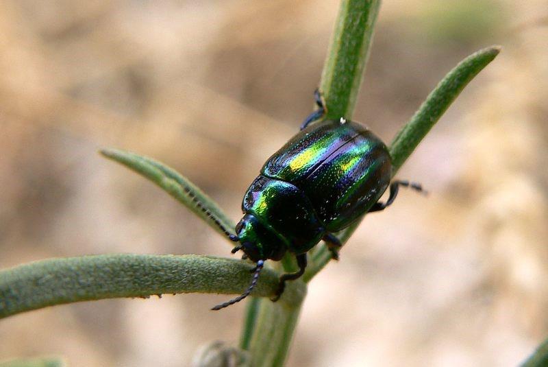 escarabajo arcoiris