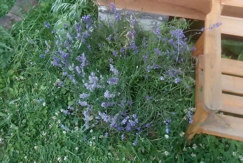 Plantación y cuidado de lavanda en diferentes regiones.