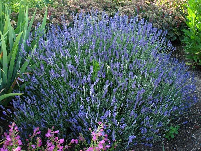 plantation et entretien de lavande à feuilles étroites