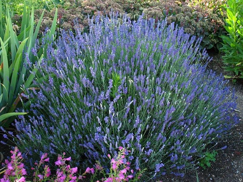 plantación y cuidado de lavanda de hoja estrecha