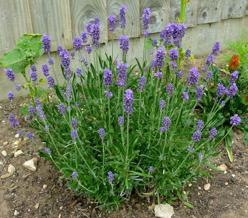 plantación y cuidado de lavanda de hoja ancha