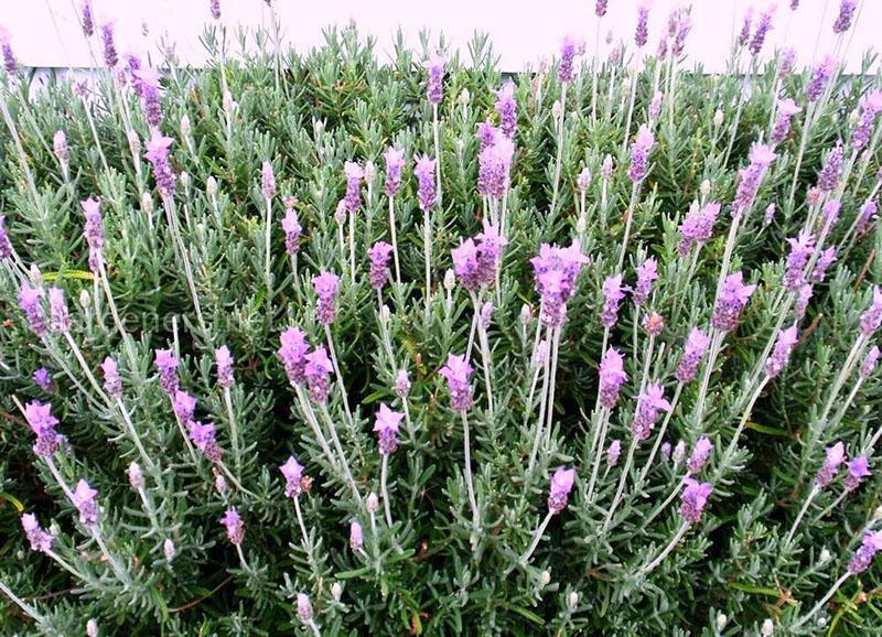 plantación y cuidado de lavanda serrada