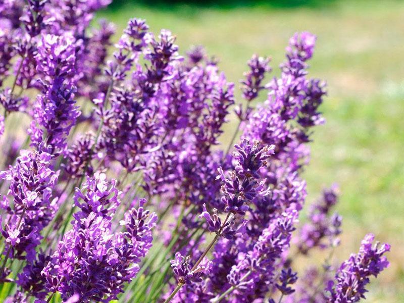 plantación y cuidado de lavanda híbrida