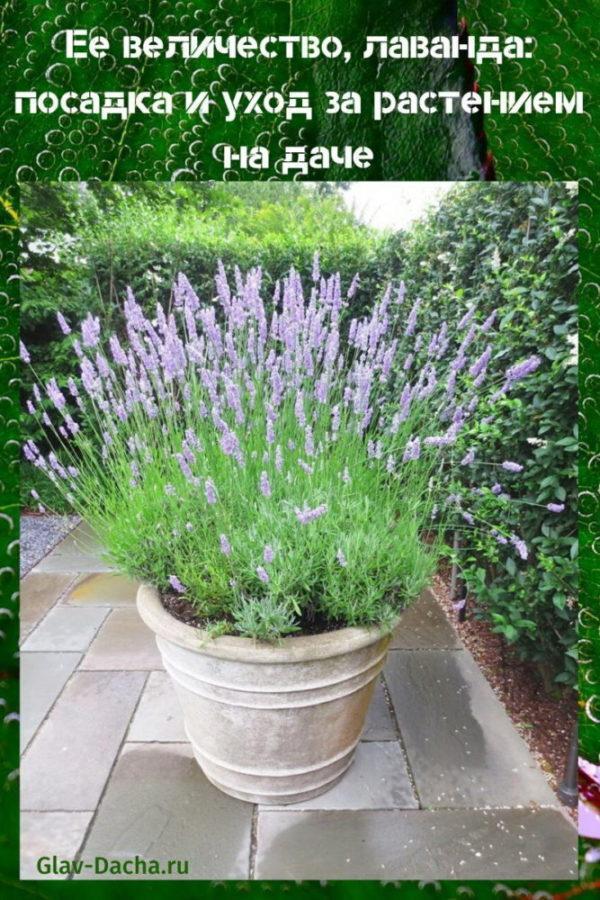 plantación y cuidado de lavanda