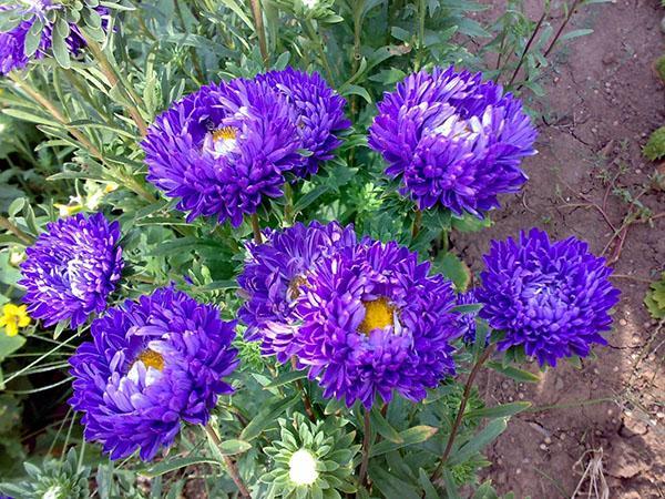 les asters fleurissent