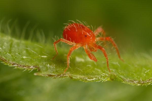 ácaro araña