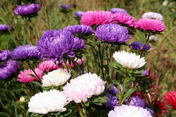 hermosos ásteres en el jardín