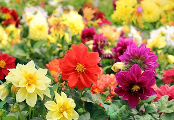 dahlias annuels dans la lutte contre le chardon