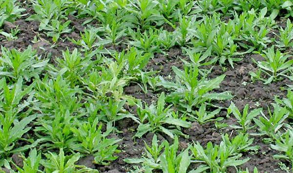 mauvaises herbes dans le jardin