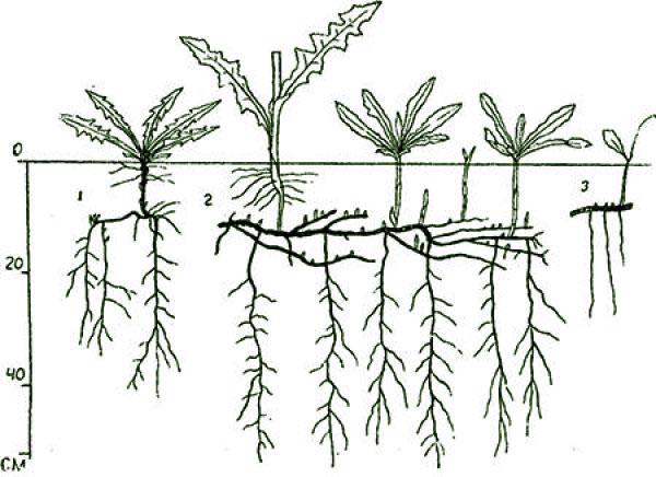 planta con un poderoso sistema de raíces