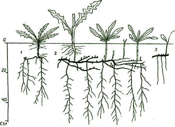 plante avec un système racinaire puissant