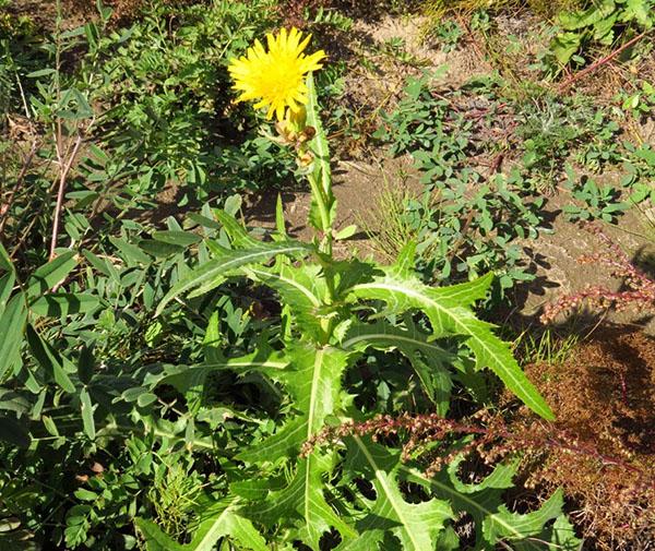 cardo de campo