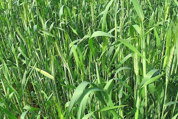 seigle pour le contrôle des mauvaises herbes