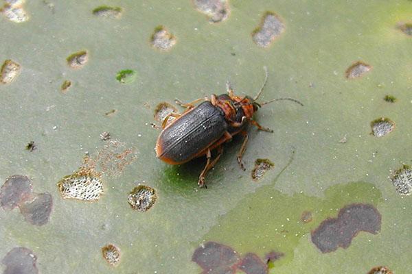 escarabajo de hoja