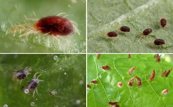 reproducción de la araña roja