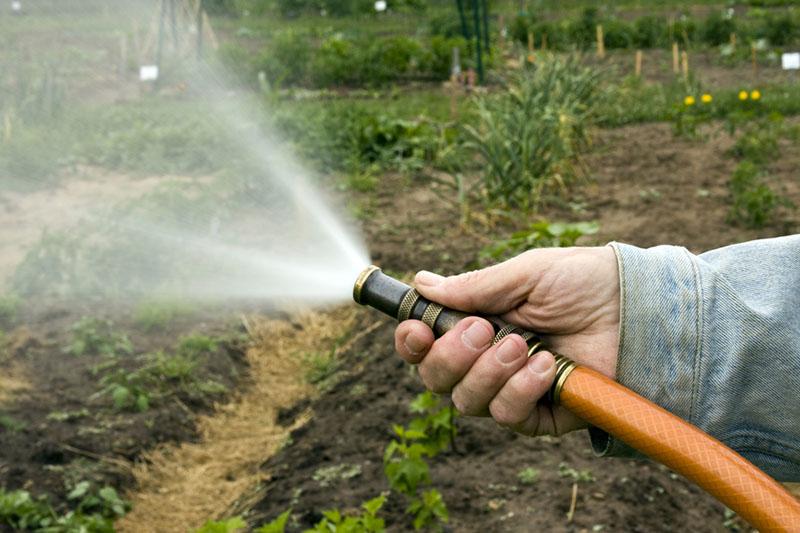 arrosage comme protection contre les gelées printanières