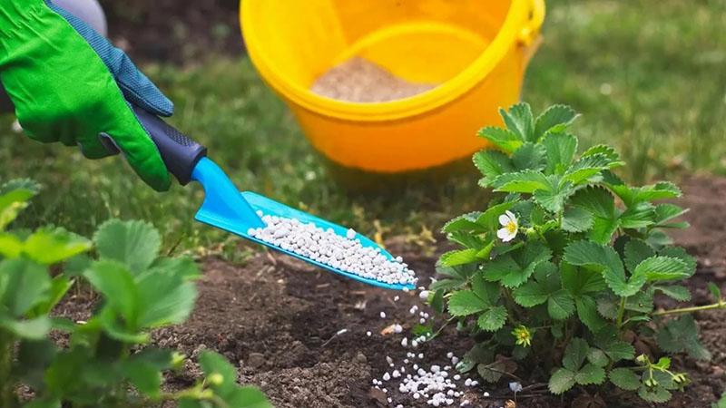 aplicación de fertilizantes secos