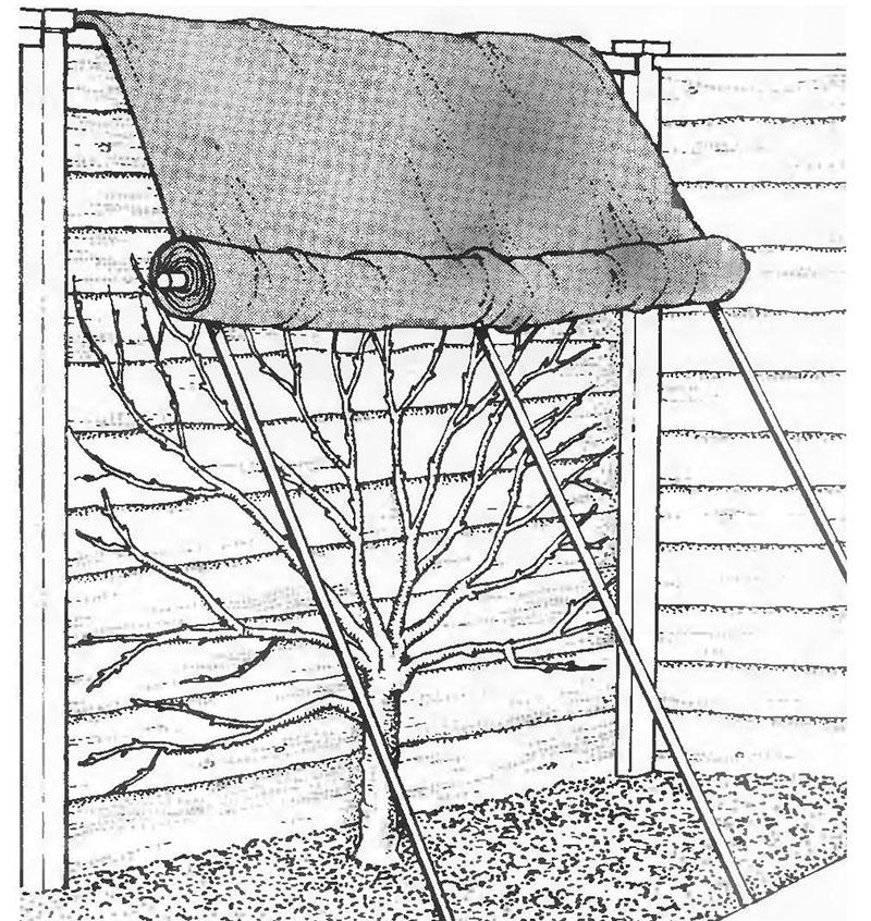 protección contra heladas para plantas de jardín