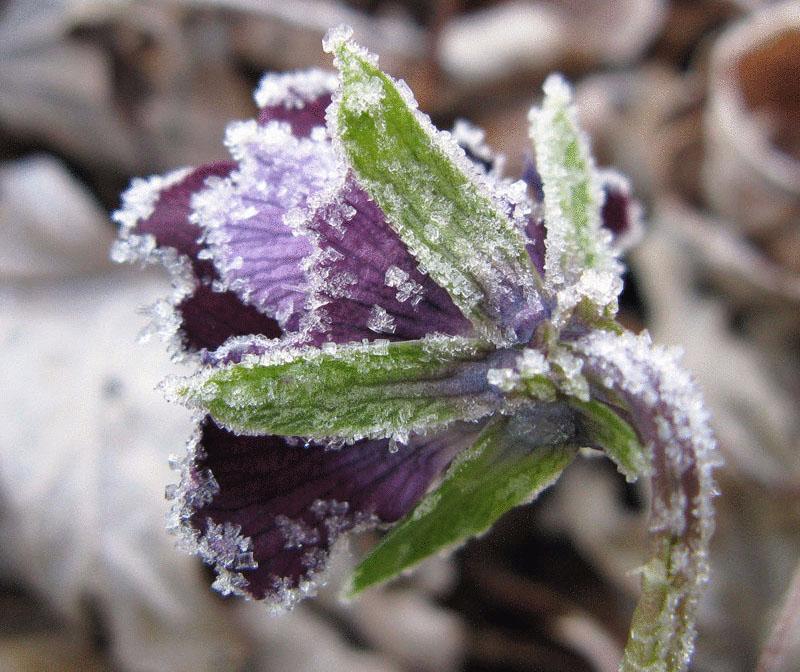 fleurs de jardin après le gel