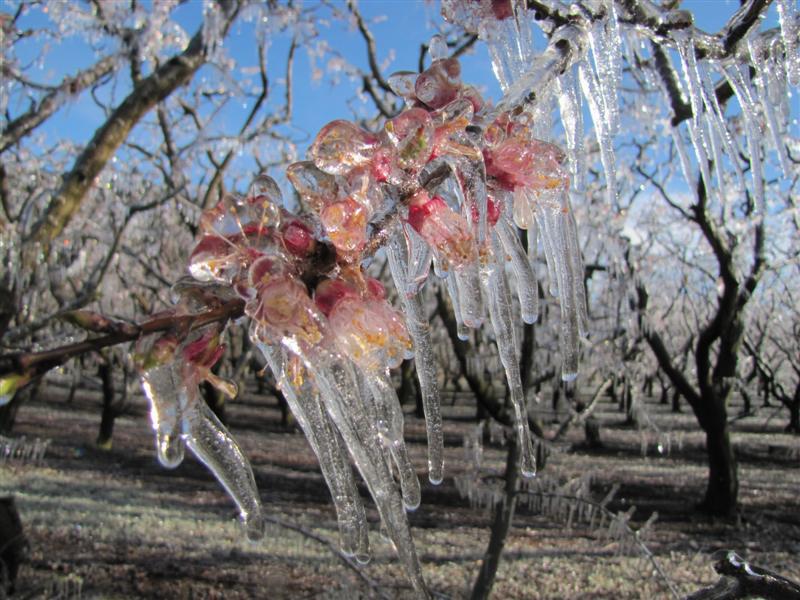 jardin après le gel