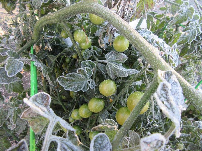 tomates après gelée